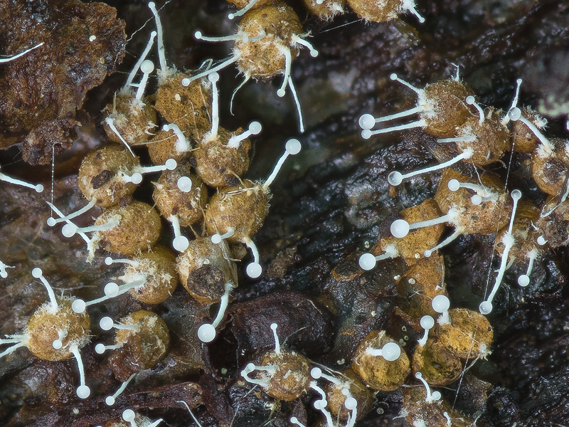 Polycephalomyces tomentosus